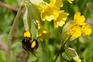 Wildbienengarten-Garten-Nix