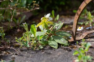 Wildbienengarten-Garten-Nix