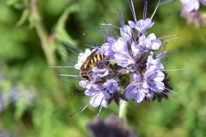 Halictus-scabiosae-auf-phacelia