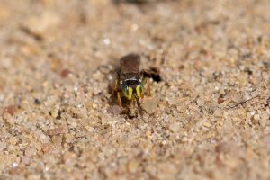 Harpactus-elegans im Sandarium