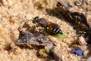 Harpactus-elegans-Grabwespe im Garten
