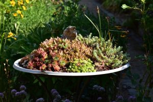 Wildbienengarten-Hungerkuenstler