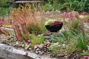 Wildbienengarten-In-erhoehter-Position-auf-Bauschotter-im-Kastenbeet-kommen-Trockenheitskuenstler-wie-Sempervivum-und-Berglauch-perfekt-zur-Geltung