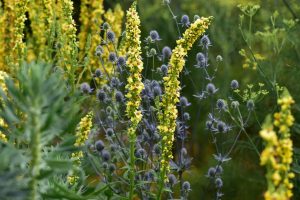 Wildbienengarten-Koenigskerze-und-Mannstreu-harmonieren-perfekt-die-Staengel-der-Koenigskerze