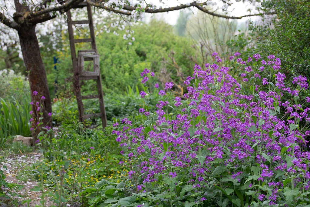 Lunaria-annua-fuer-wildbienen