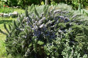 Rosmarin-fuer-wildbienen