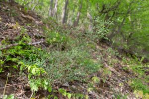 Wildbienengarten-Nix