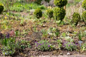 Wildbienengarten-Nix-Blumenbeet
