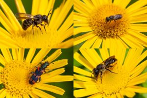 O.l.: Stelis punctulatissima, o.r.: Heriades truncorum, u.r. Osmia leaeinea, u.l.Trichodes alvearius,