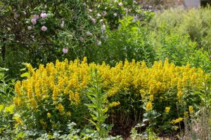 Wildbienengarten-Nix-Gilbweiderich-in-Bluete