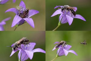 Wildbienengarten-Nix-Glockenblume
