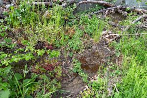 Wildbienengarten-Nix-Grundstuecksgrenze