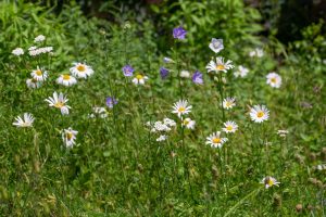 Wildbienengarten-Nix-Margerite