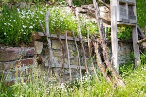 Wildbienengarten-Nix-Markhaltige-Staengel