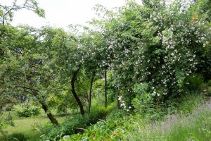 Obstbäume und Rosen stehen im oberen Teil des Gartens.
