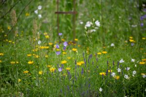 Wildbienengarten-Nix-Wildbienenbeet