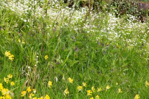 Wildbienengarten-Nix-Zaunwicke