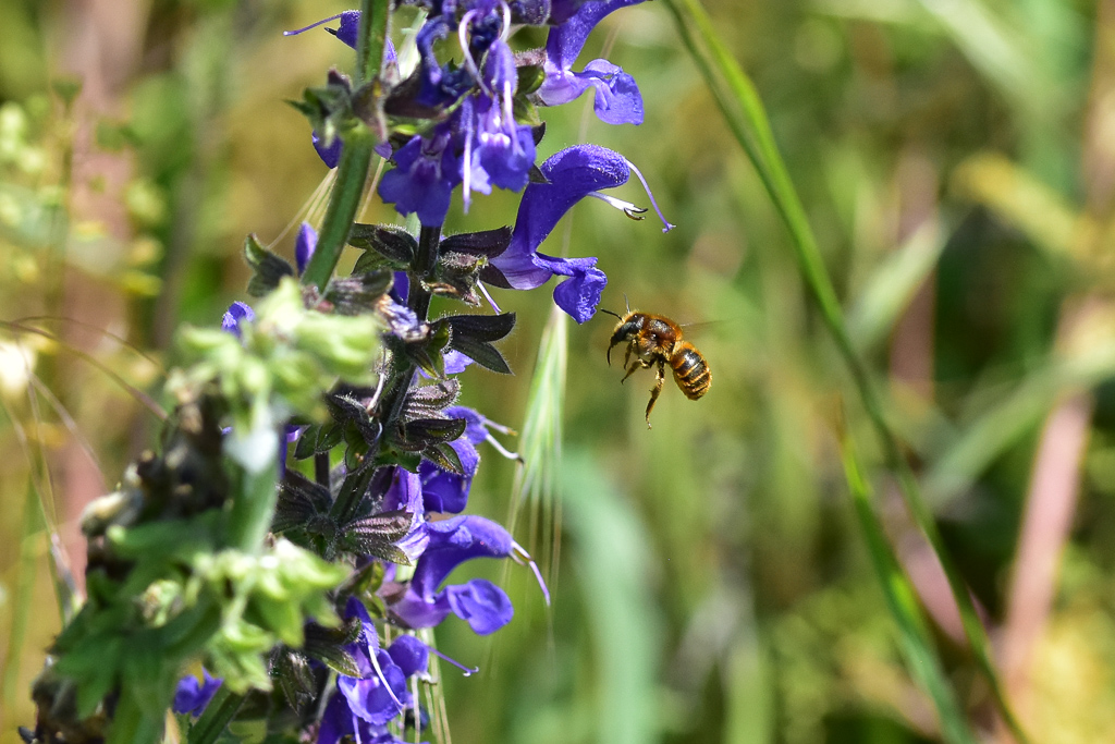 Wiesensalbei-fuer-wildbienen-blumenrasen