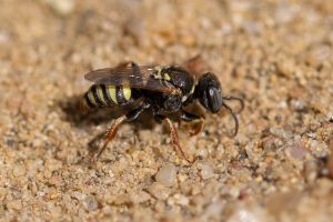 Oxybelus-haemorrhoidalis