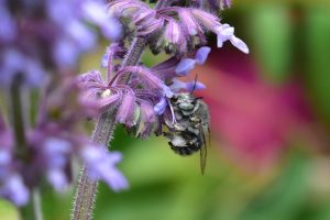 Quirlsalbei-salvia-verticillata