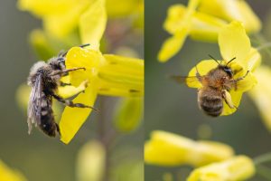 Wildbienengarten-Rahn-Gemuese