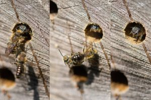 Osmia brevicornis, Garten Anne Rahn