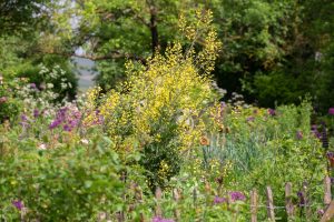 Wildbienengarten-Rahn