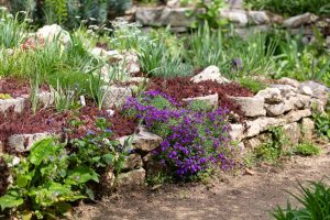 Wildbienengarten-Rahn-Aubrieta