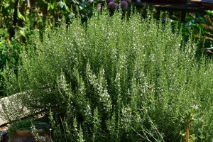 Wildbienengarten-Rahn-August