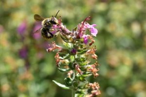 Wildbienen und Hummeln besuchen den Edelgamander.