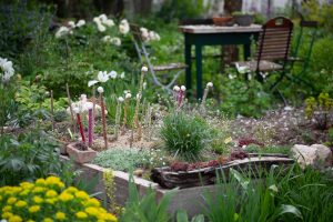 Wildbienengarten-Rahn-Katzenschutz