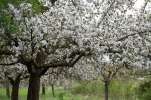 Wildbienengarten-Rahn-Streuobst