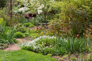 Wildbienengarten-Rahn-Wildtulpen