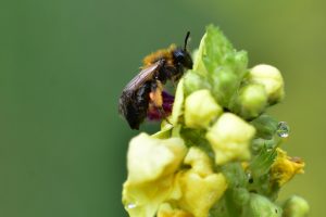 Wildbienengarten-Um-schnell-nach-dem-Regen-zu-trocknen-ist-eine-Sandbiene-auf-die-Spitze-der-Koenigskerze-gekrochen