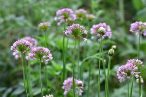 Wildbienengarten-Verschiedene-Laucharten