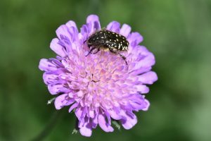 Witwenblume-auch-Elaiosom