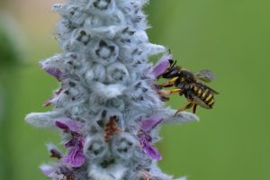 Wollziest-mit-Wildbiene