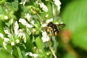 Aufrechter-Ziest-fuer-wildbienen